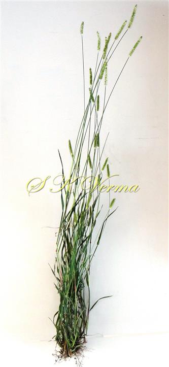   Plant